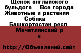 Щенок английского бульдога  - Все города Животные и растения » Собаки   . Башкортостан респ.,Мечетлинский р-н